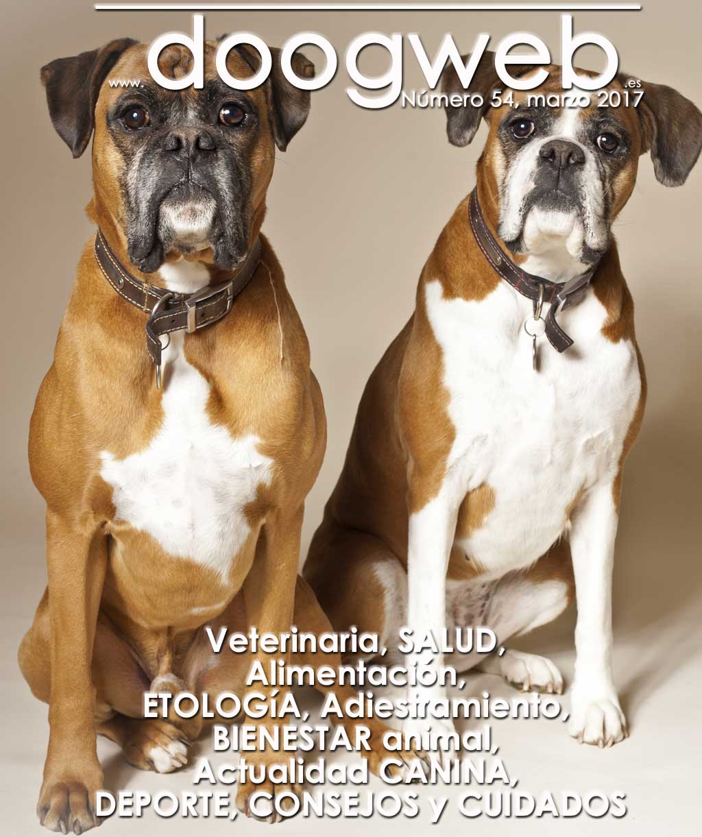 Revista gratis doogweb nº 534, marzo 2017