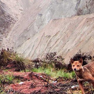 New Guinea Highland Wild Dog Foundation acaba de publicar las primeras fotos de Highland Wild Dog en 50 años.