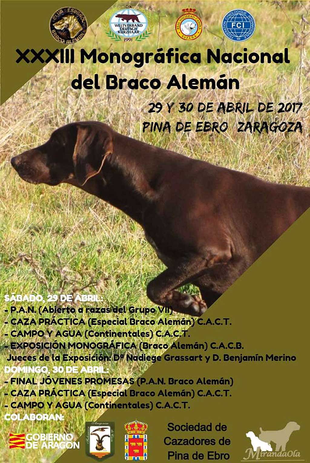 XXXIII Monográfica Nacional del Braco Alemán en Pina de Ebro (Zaragoza) .