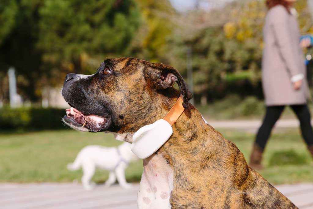 La startup española Gosi consigue reunir 35.000 euros en una campaña de crowdfunding para lanzar al mercado su novedoso dispositivo para la localización de perros y gatos que también cuida de su salud.