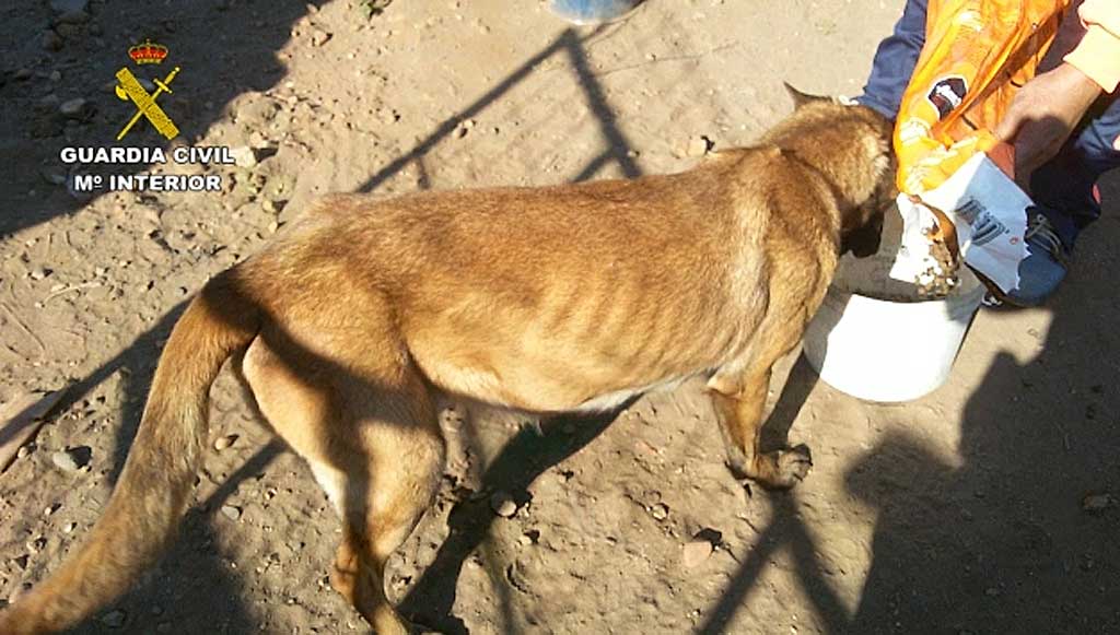 La Guardia Civil detiene a una persona por el abandono y maltrato de 19 perros malinois y de otras razas.