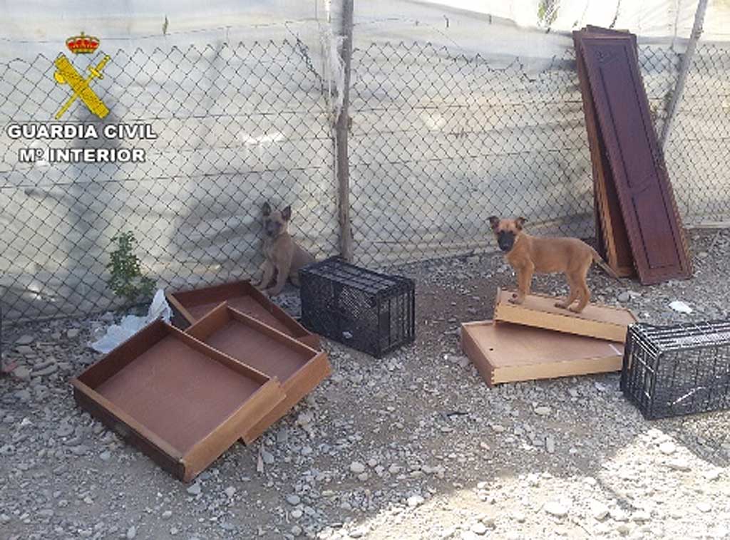 La Guardia Civil detiene a una persona por el abandono y maltrato de 19 perros malinois y de otras razas.