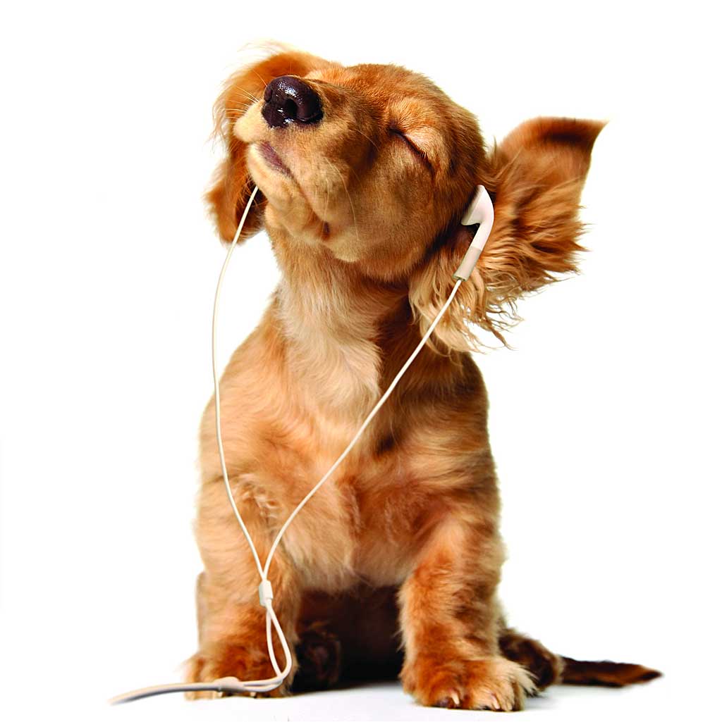 Estudio de la Sociedad Protectora de Escocia demuestra que hay tipos de música que gustan en especial a los perros...