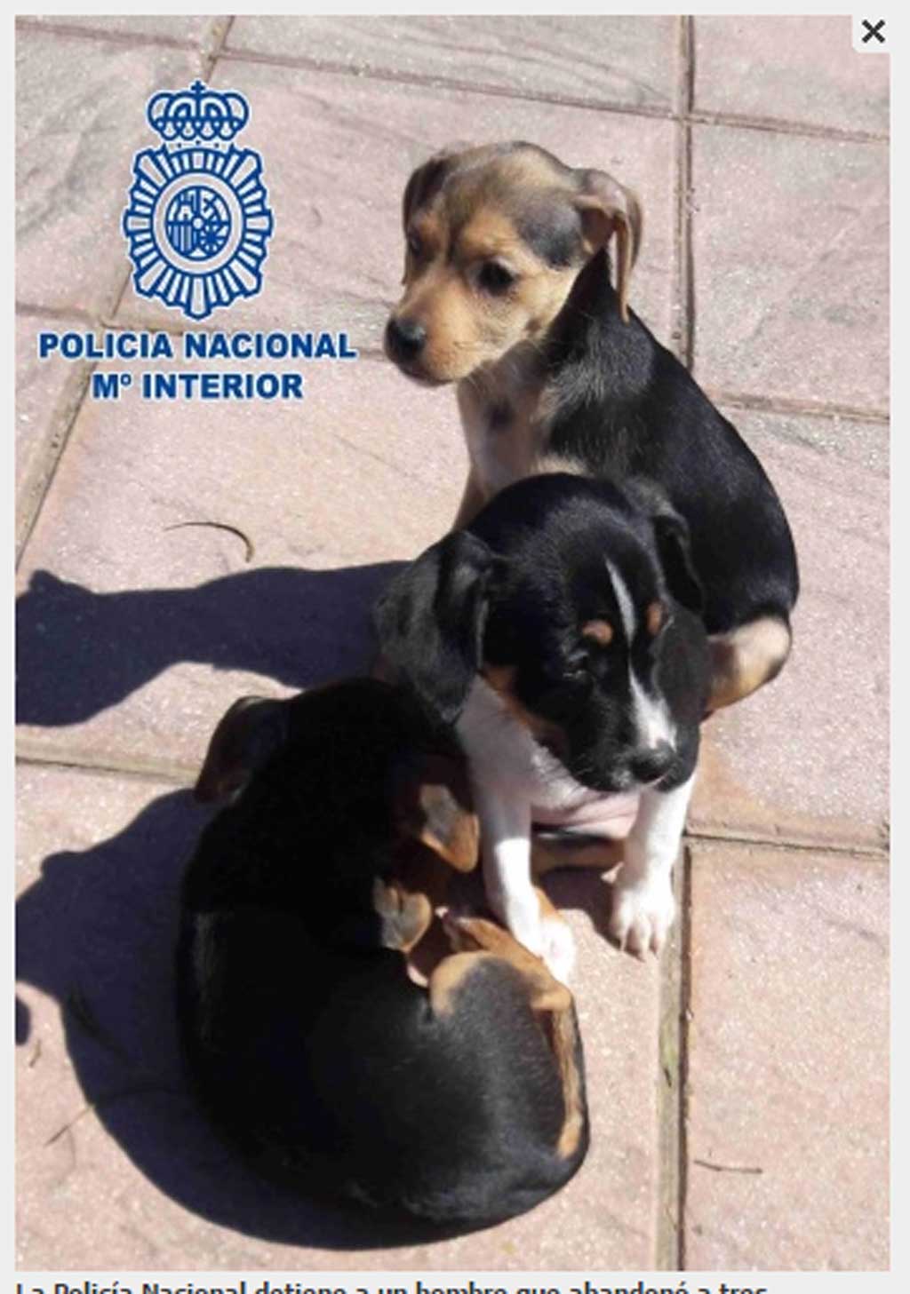 La Policía Nacional detiene a un hombre que abandonó a tres cachorros dentro de una bolsa en la carretera.