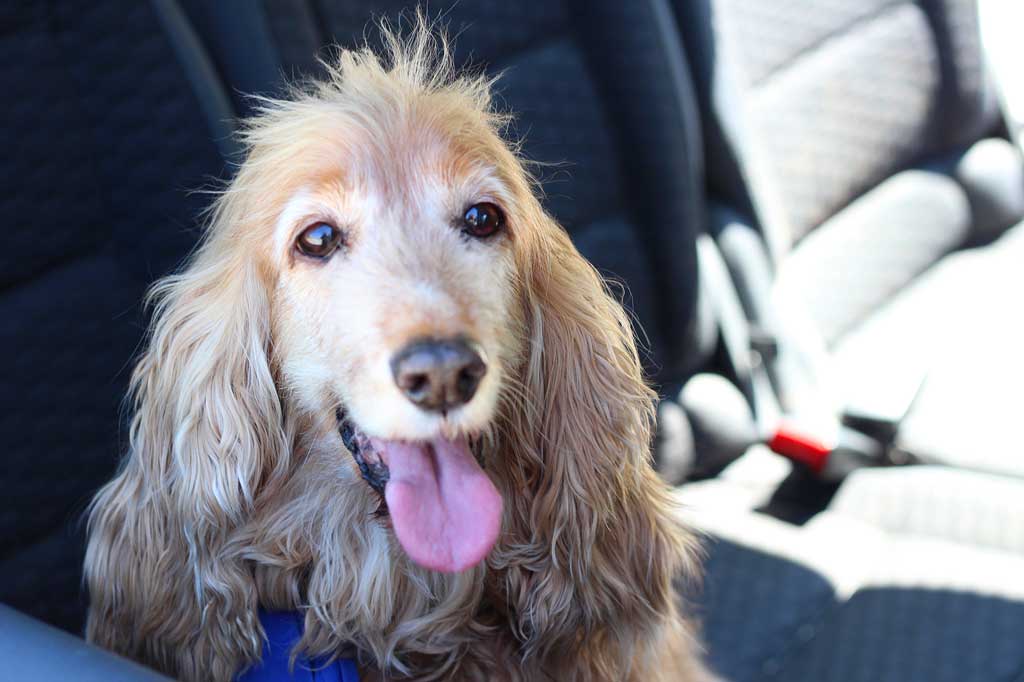 0 consejos para viajar en coche con tu perro de forma segura esta Semana Santa