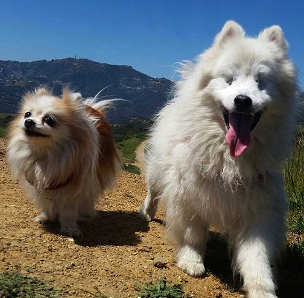 Pomerania hace de perro guía de un skimo ciego.