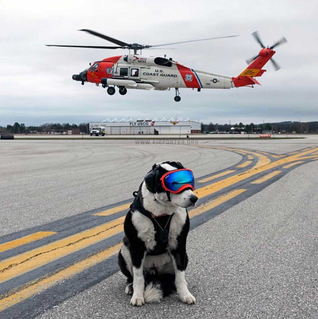 Piper, el border collie que vela por la seguridad del aeropuerto.