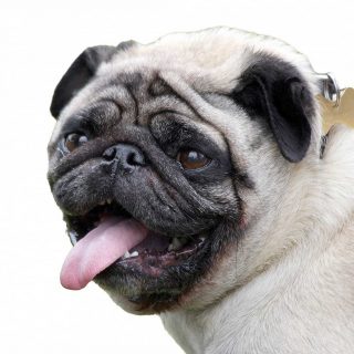 Un estudio revela cambios genéticos vinculados a los perros braquicéfalos