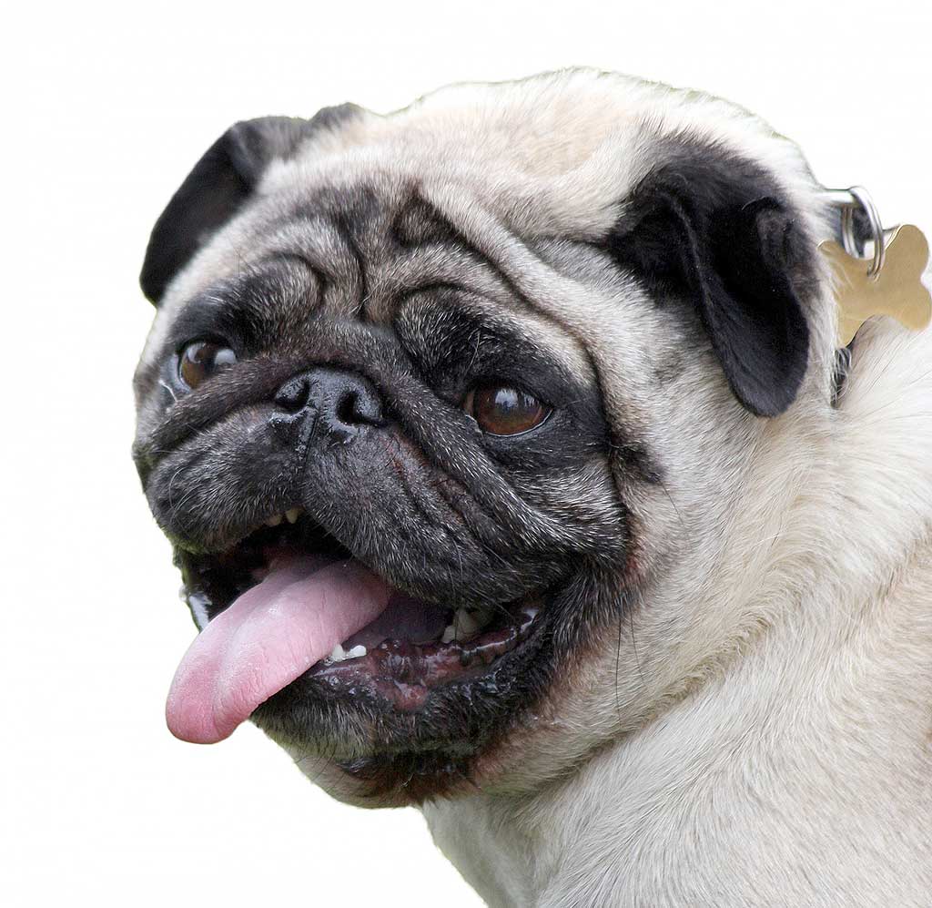 Un estudio revela cambios genéticos vinculados a los perros braquicéfalos