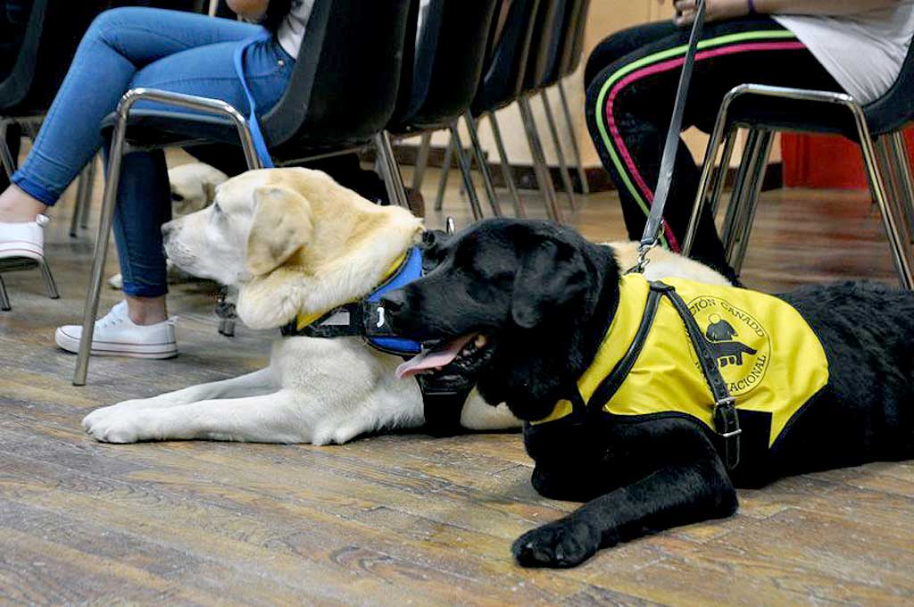 La Fundación Canadd Internacional entrega nuevo perro de servicio para Esclerosis Múltiple