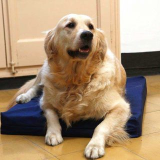 Mascotas protegidas de insectos con los artículos STINGbye.