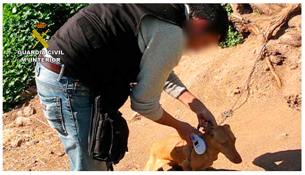 Guardia Civil investiga a 50 personas por maltrato y abandono animal .