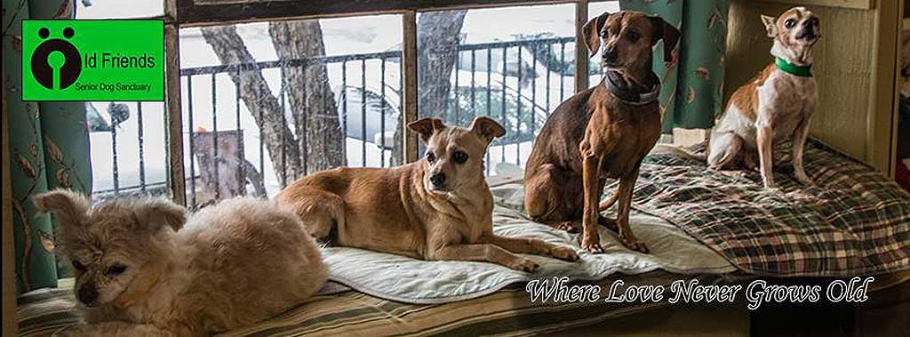 El santuario de los perros mayores.