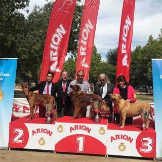Resultados de la Exposición Nacional Canina de Razas Españolas.