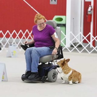Perro compañero ejemplar : "Amber", un Welsh Corgi Cardigan propiedad de Sonja Benavidez, de Geneseo, Illinois.