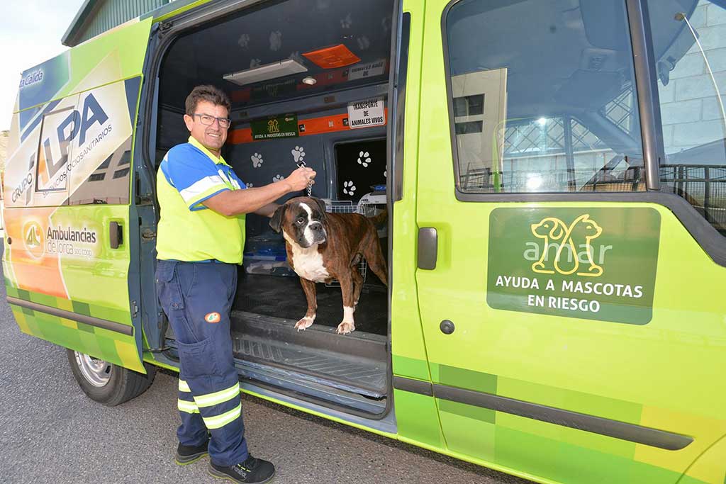 El proyecto de Ambulancias de Lorca, AMAR (Ayuda de Mascotas en Riesgo), ha realizado sus primeros seis meses de funcionamiento 15 servicios de recogida de perros..