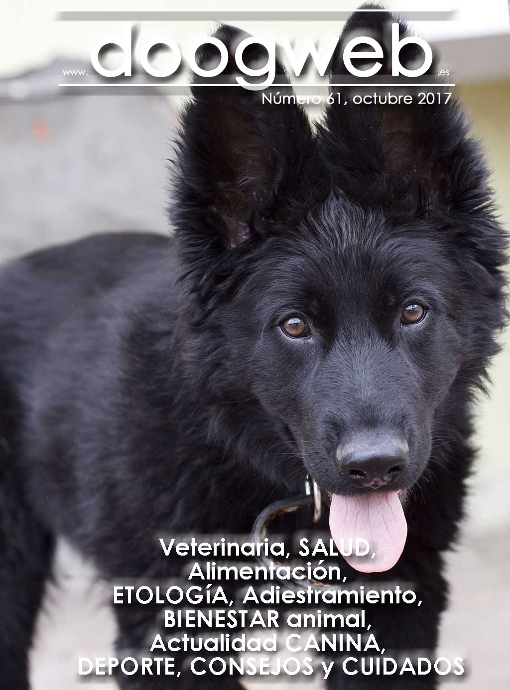 Revista gratis doogweb nº 61, octubre 2017.