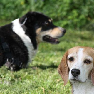 Tratamiento de la leishmaniasis canina con marbofloxacino en perros con enfermedad renal.