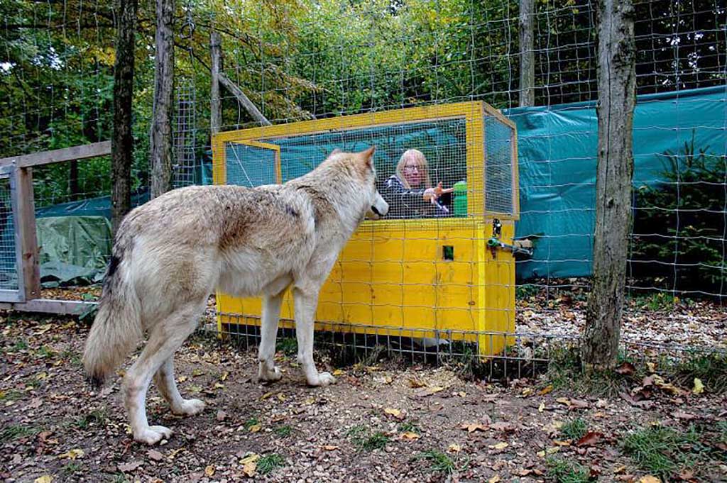 Relación causa-efecto, los lobos la comprenden mejor que los perros.