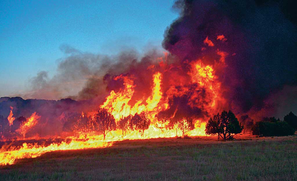Plan para evacuar animales en catástrofes e incendios.