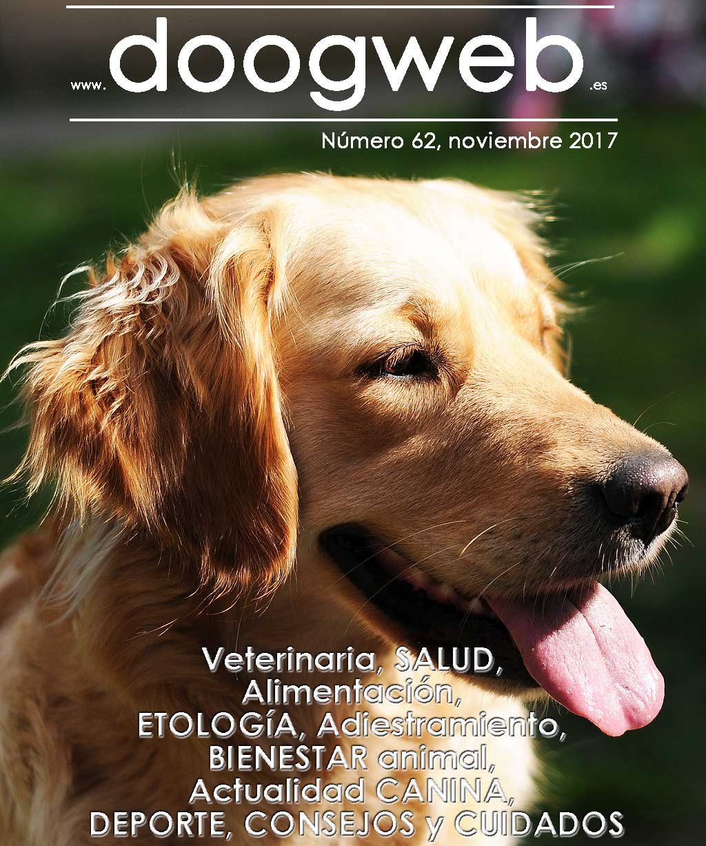 Revista gratis doogweb nº 62, noviembre 2017