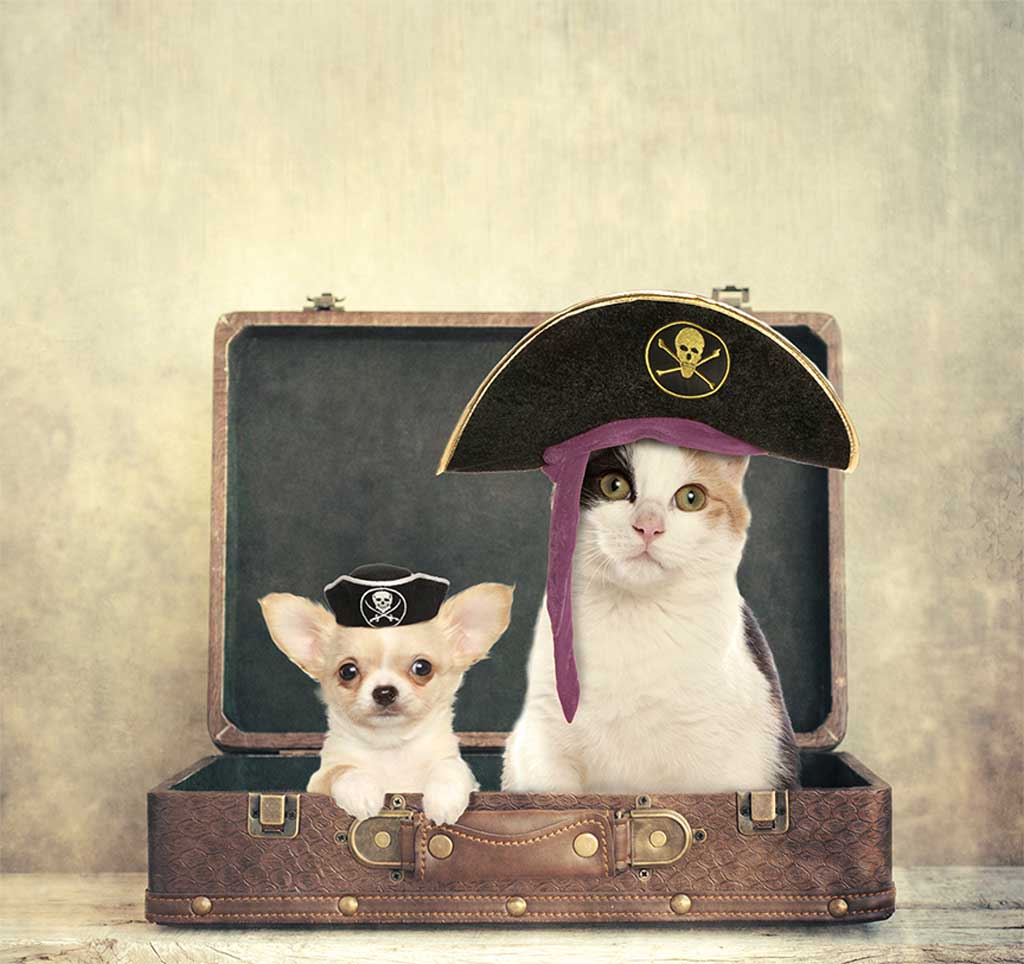 ViajerosPiratas, el portal europeo experto en viajes, te ofrece las claves para llevarte a tu mascota de viaje sin ningún problema o inconveniente.