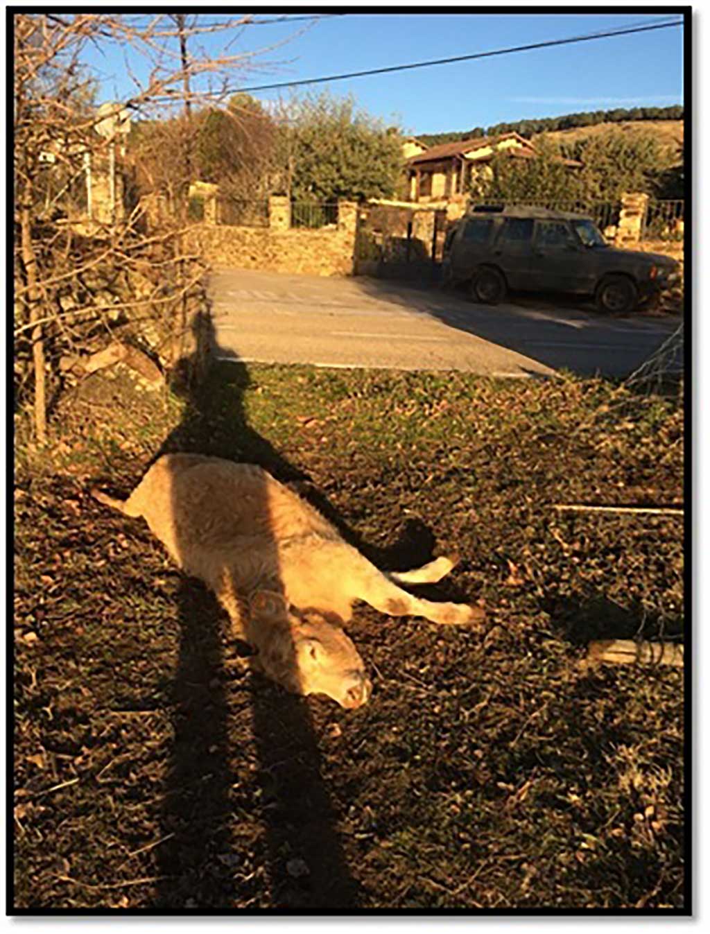 Lobo en Madrid: “El lobo vuelve a casa por Navidad”. La Unión de Agricultores, Ganaderos y Silvicultores de la Comunidad de Madrid (UGAMA) alerta de que el lobo no solo ha colonizado el campo madrileño sino que también lo está haciendo en los mismísimos núcleos urbanos de las poblaciones serranas.