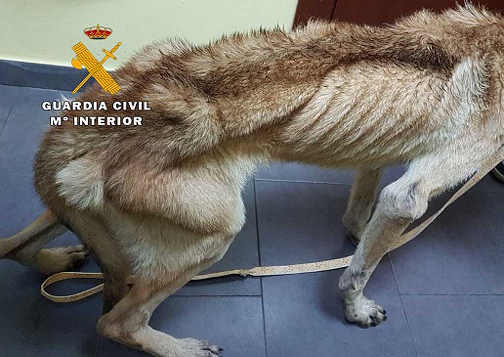Guardia Civil detiene al dueño de un perro con desnutrición extrema