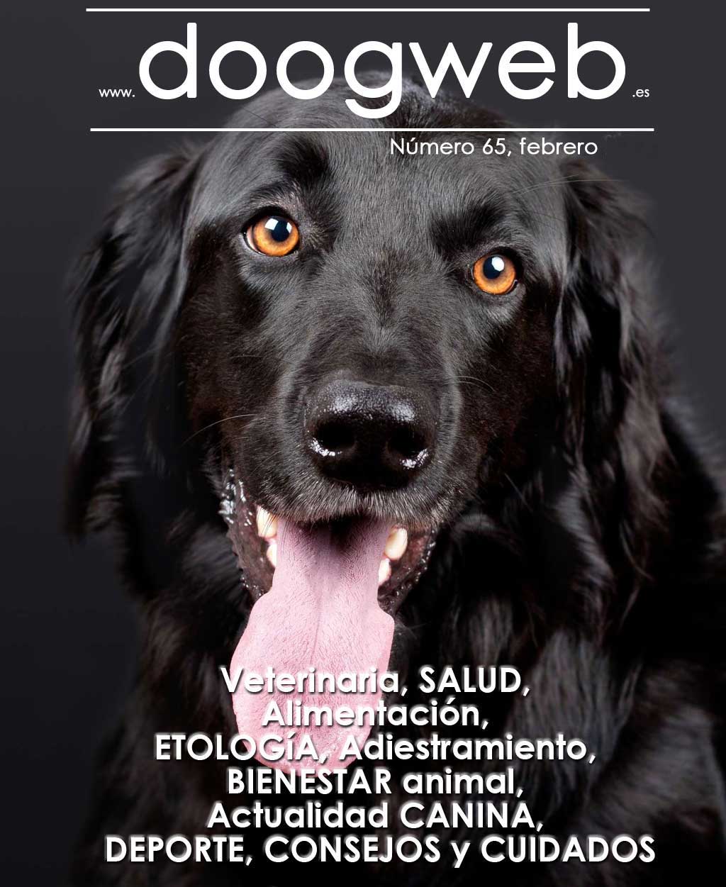 Los mejores artículos de doogweb en febrero 2018