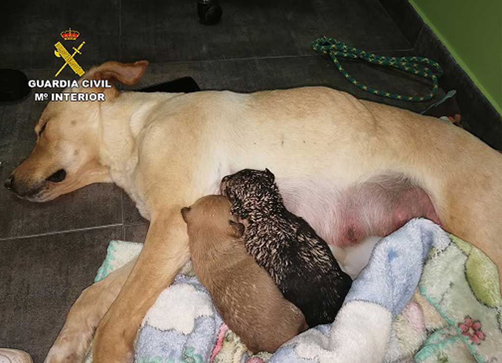 La Guardia Civil investiga a tres personas por sepultar vivos a nueve cachorros de una camada en una finca de Mula.