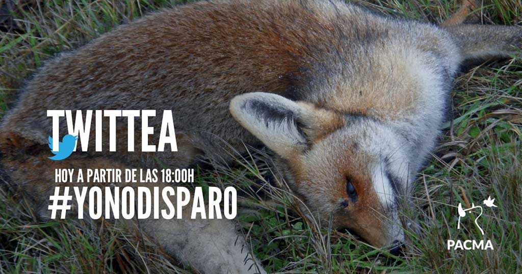  PACMA lleva días trabajando en Galicia para intentar paralizar la IX Copa de España de Caza de Zorro, que se ha desarrollado hoy en Forcarei (Pontevedra).