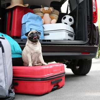 Viajar con mascotas: 3 de cada 5 españoles lo hacen.