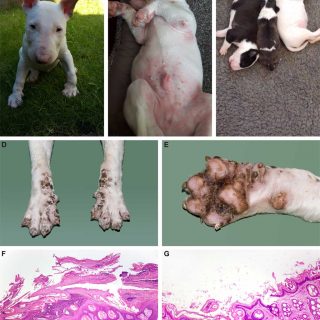 Acrodermatitis letal en perros, gen MKLN1 defectuoso.
