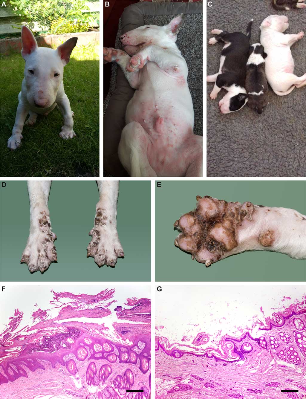 Acrodermatitis letal en perros, gen MKLN1 defectuoso.
