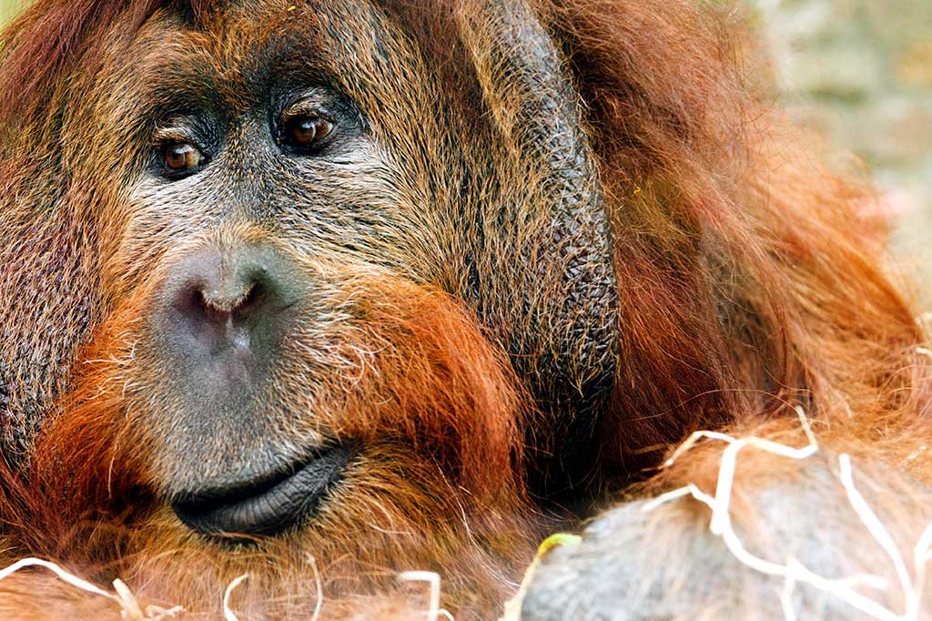 Dos casos de Leishmania en orangutanes en Madrid.