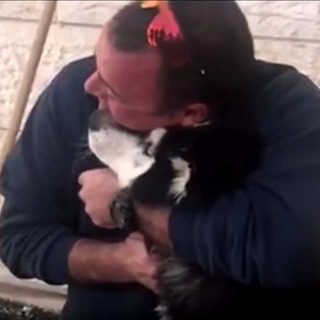 Un perro perdido es localizado e identificado gracias a las canciones que le gustan para aullar. Vídeo #viral de la policía israelí.