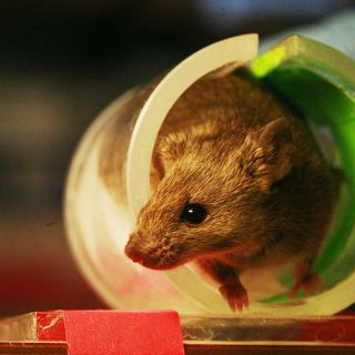 Parlamento Europeo propone prohibir en todo el mundo la experimentación en animales para productos cosméticos.