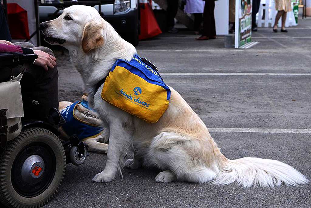 Sasha, primer "perro de servicio" en Cataluña para personas con discapacidad