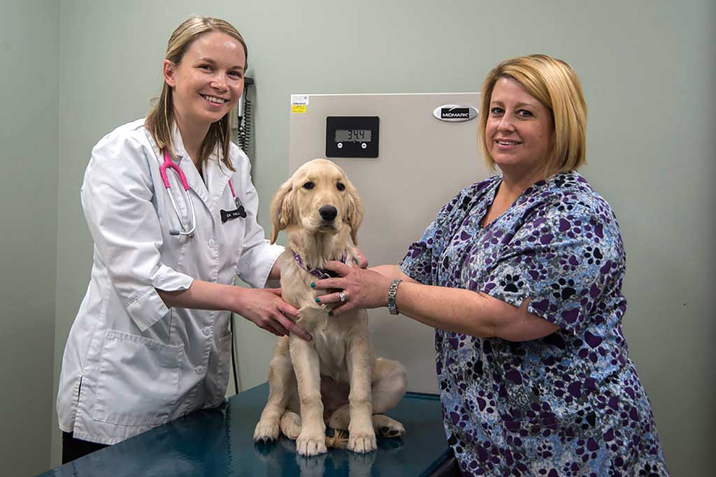 CUVET desarrolla la primera tecnología de trasplante de células madre para tratar la diabetes en perros