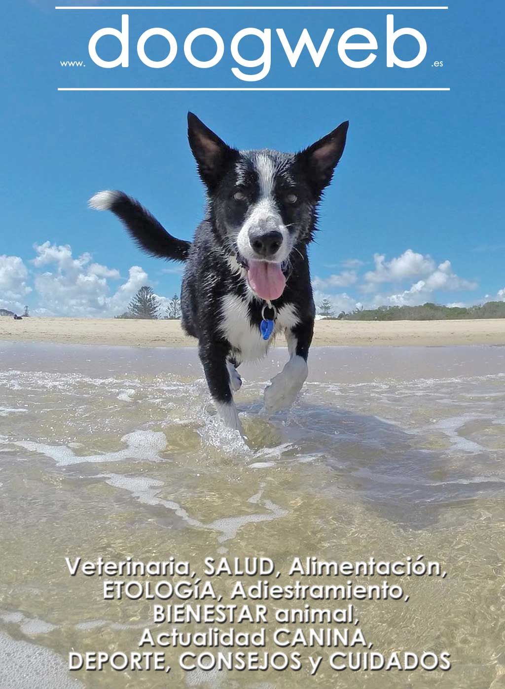 Revista gratis de Doogweb, julio de 2018