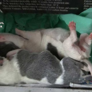 La Guardia Civil interviene 397 perros de raza en un centro de cría ilegal cuyo responsable comercializaba con documentación falsificada y sin control veterinario
