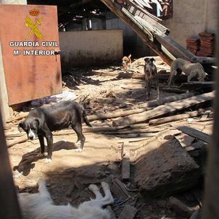 Guardia Civil rescata 36 perros en Zamora.