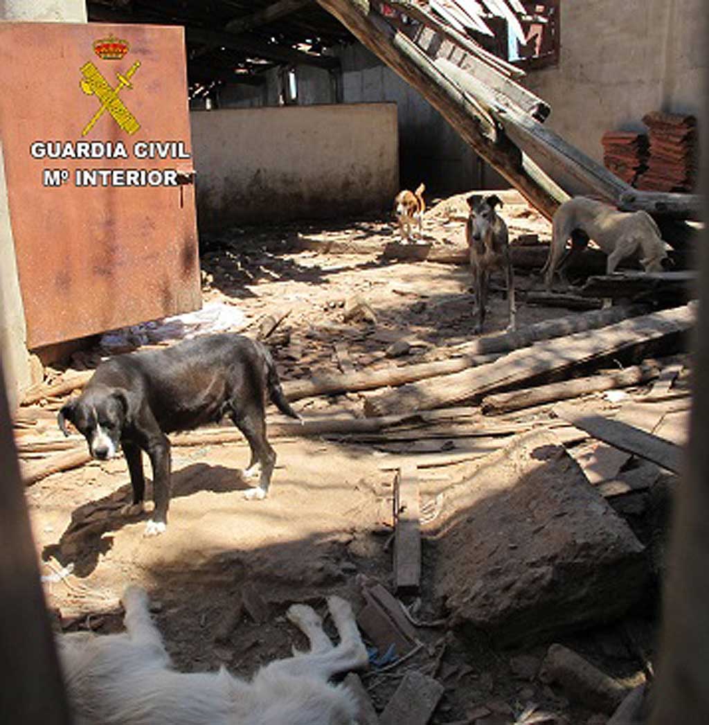 Guardia Civil rescata 36 perros en Zamora.