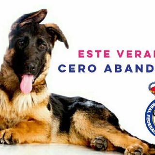 La Real Federación Española de Caza (RFEC) ha lanzado la campaña #CeroAbandono, una iniciativa para sensibilizar a los dueños de animales contra el abandono en época estival.