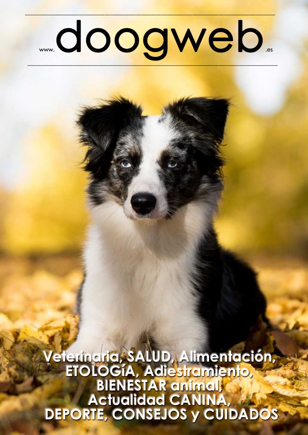 Los mejores artículos de doogweb en AGOSTO 2018