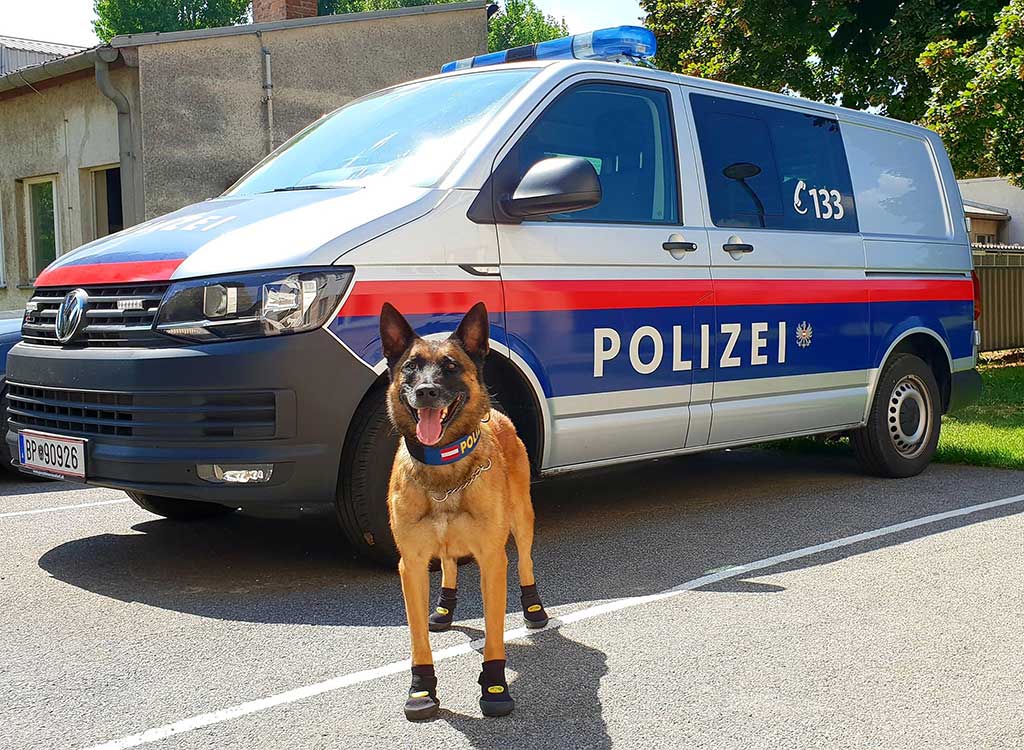 Perros policía con "zapatos"