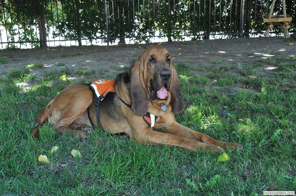 Perro de búsqueda y rescate : "Inspector Gadget", un Bloodhound propiedad y manejado por Robert Wells de Lancaster, California.