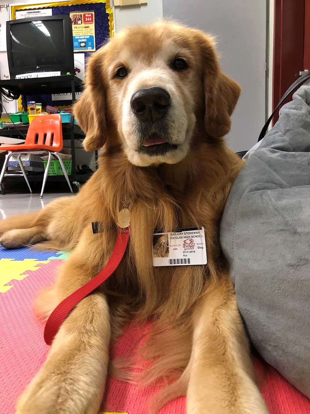 Perro de terapia: "Kol", un Golden Retriever propiedad de Jane Eisenberg de Boynton Beach, Florida.