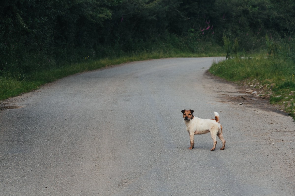 Los perros son los animales mas involucrados en accidentes de tráfico.