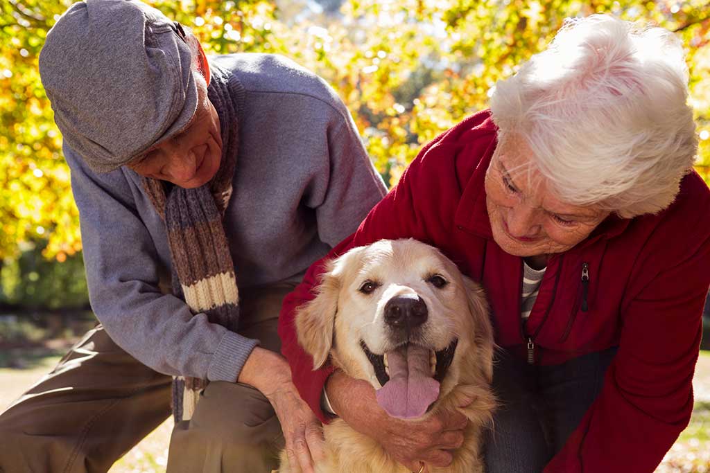  Benefits of incorporating a pet at home for the elderly. 
